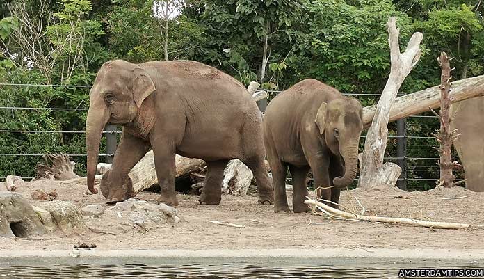 artis zoo amsterdam elephants