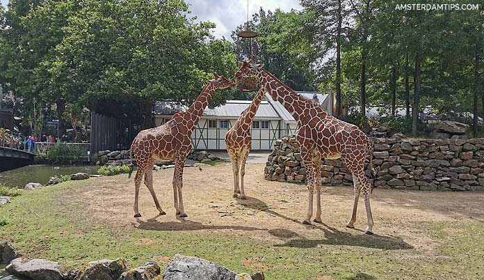 artis zoo amsterdam giraffes
