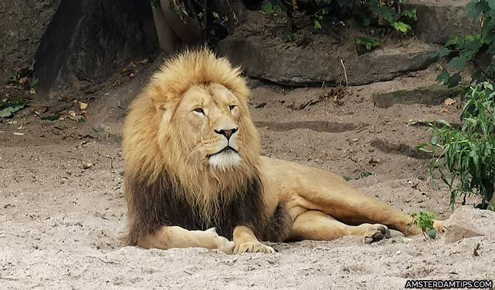 artiz zoo amsterdam lion