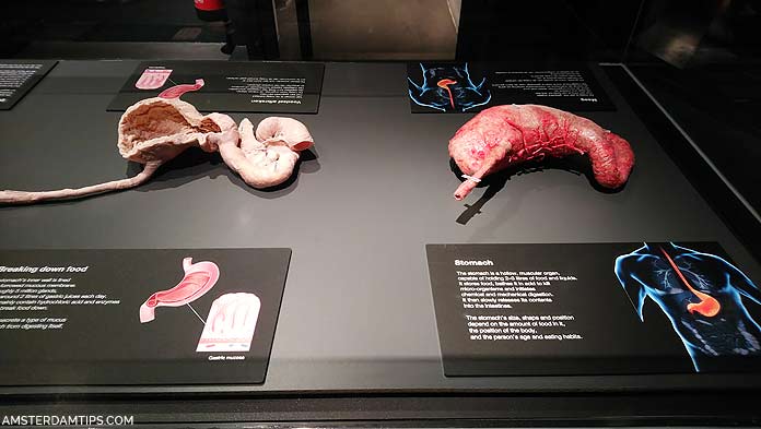 body worlds amsterdam exhibition