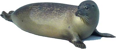 seal ecomare texel