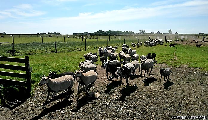 sheep farm demonstration, texel