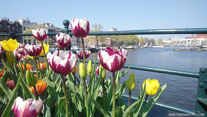 tulip festival amsterdam