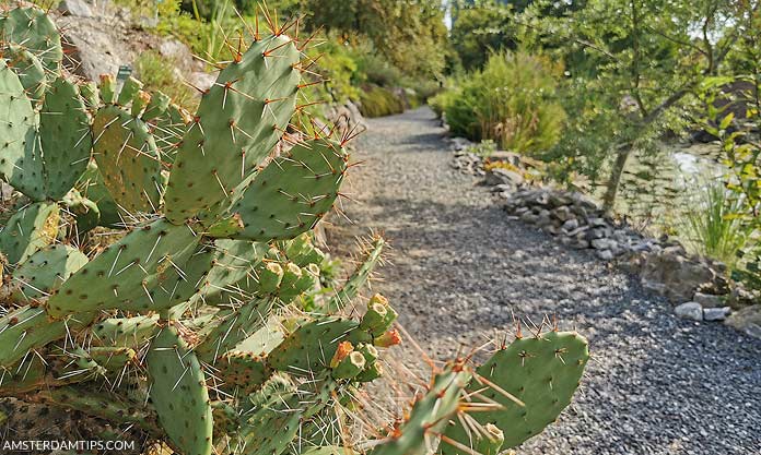 utrecht botanic gardens cactus plant