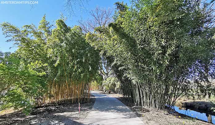 utrecht botanic gardens bamboos
