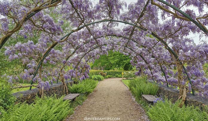 utrecht botanic gardens wisteria tunnel